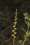 Golden colicroot